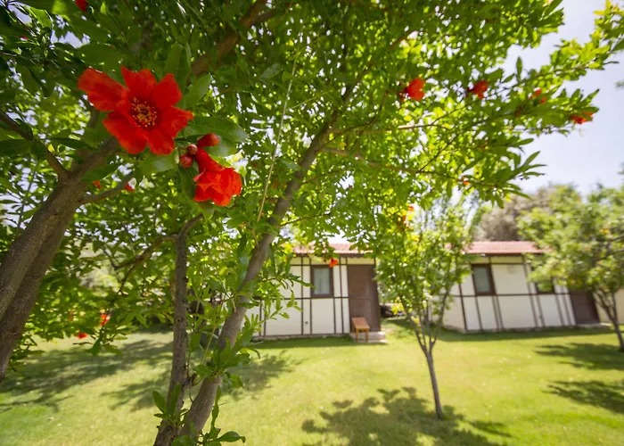 Bal Badem Датча